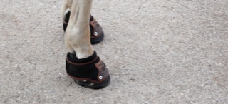 Equines Cushing Syndrom